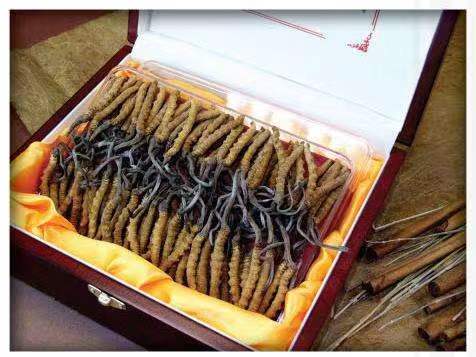 漳浦冬虫夏草回收